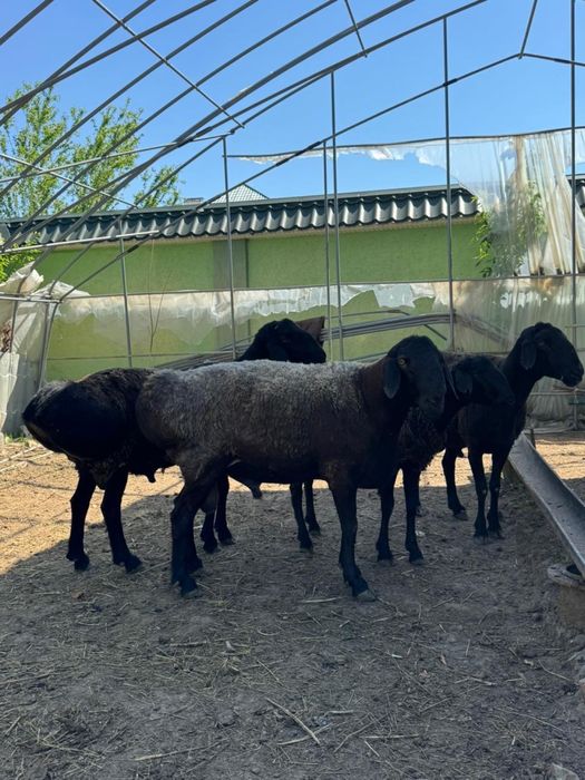 Кошкар, ұрықтық қошқар