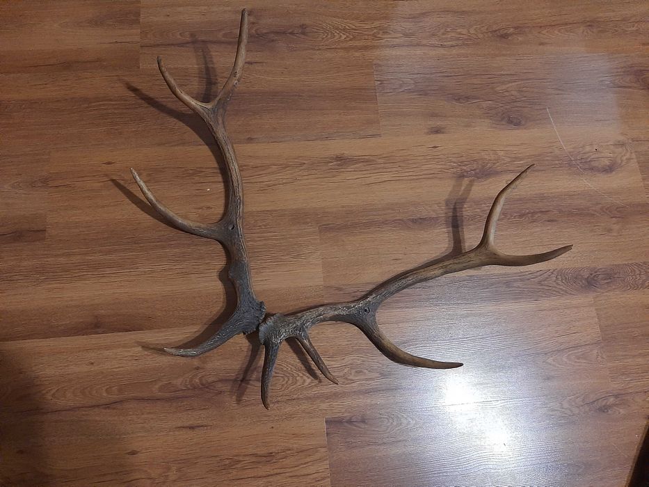 рога от благороден елен
