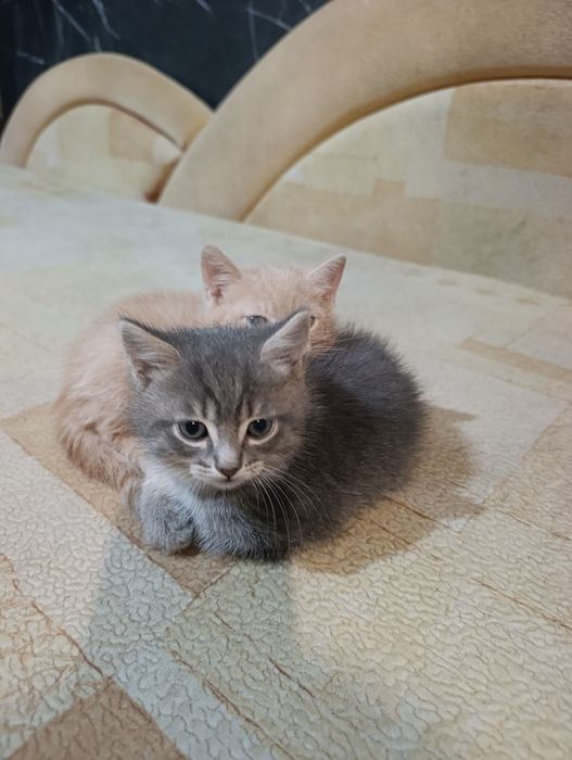 Отдам котят в хорошие руки