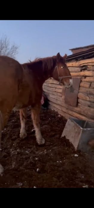 Продам жеребца советский тяж.