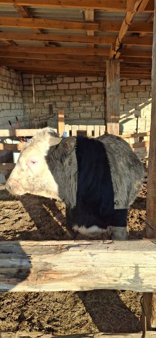 Сиыр Бұқа 1.5жас сатылады