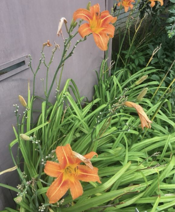 Лилейник (Hemerocallis)