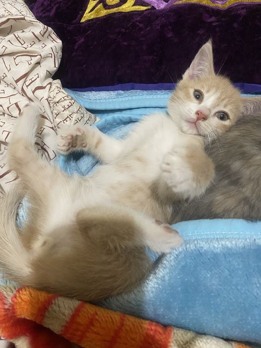 Одтам котят,хорошую руки