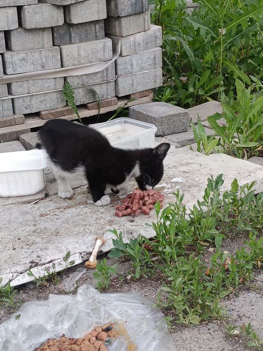 Отдам котят и маму кошку