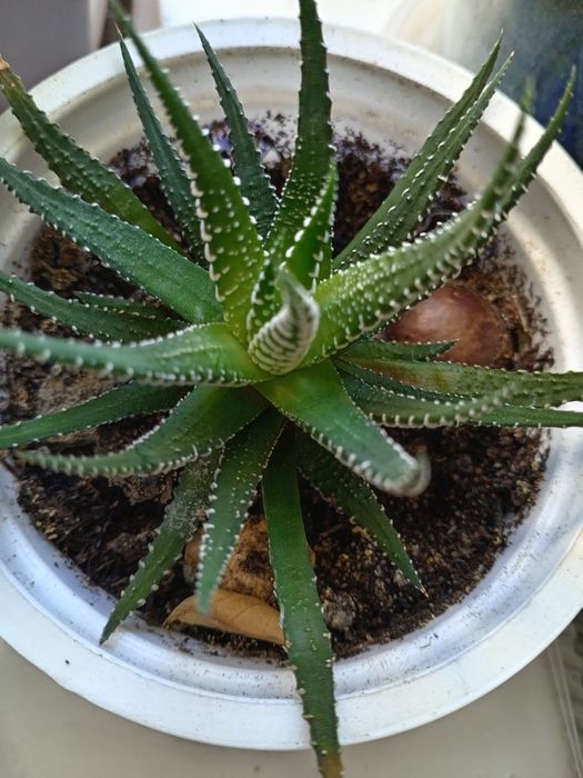 Цветы комнатные для уюта