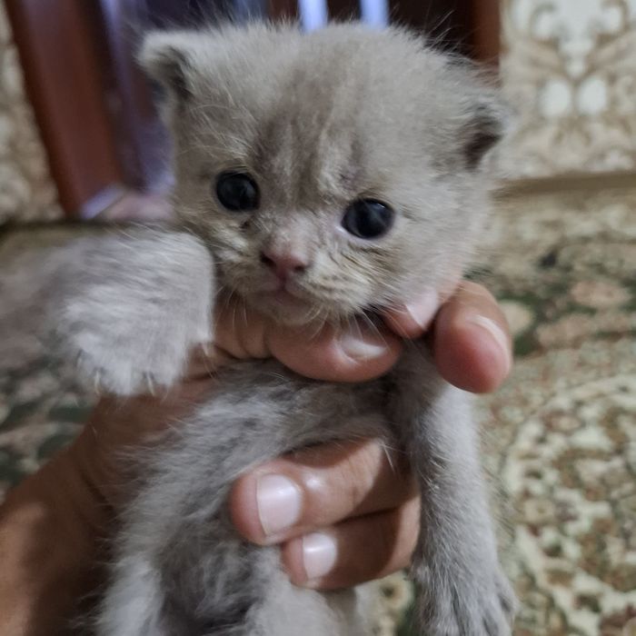 Шотландские выслокхие котята