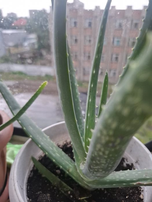 Продам алоэ вера лечебный