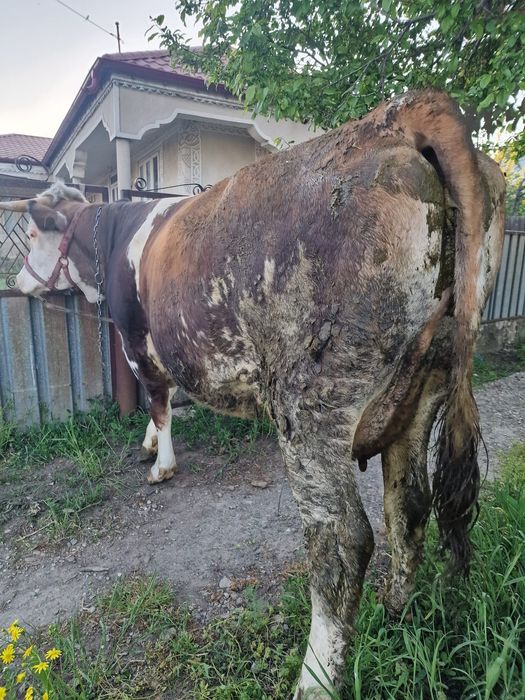Vând juncă la prima fătare!