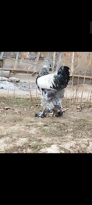 Точкали брамани тухумлари сотилади.