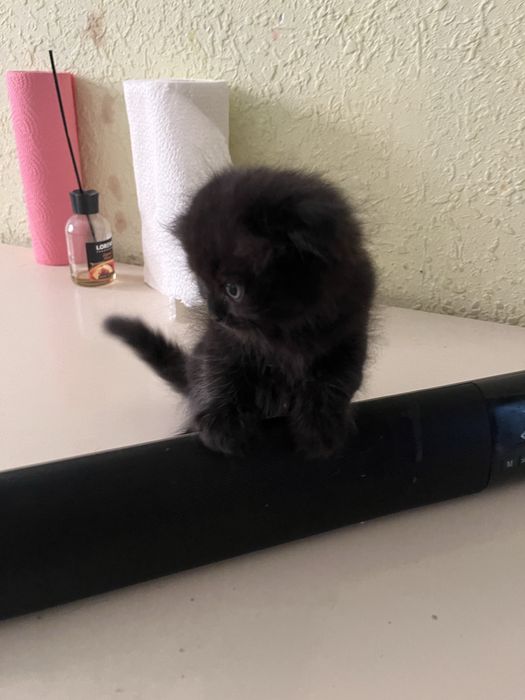 Срочно продаются котята