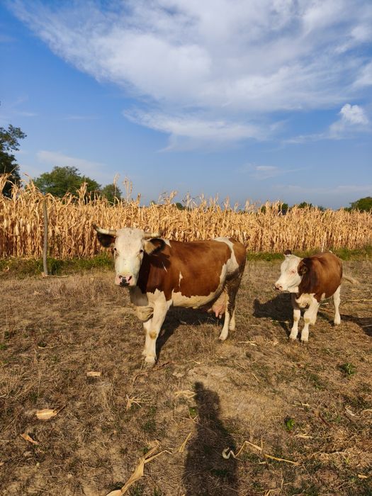 Vacă de lapte 20litri pe zi, Bălțata Românească