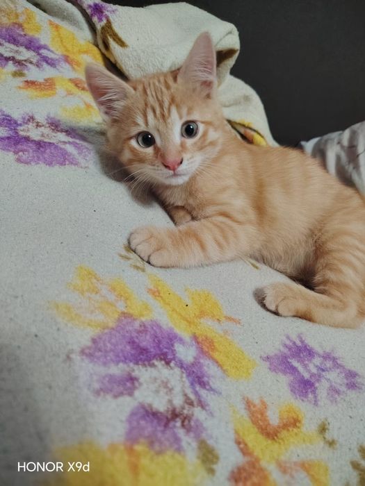 Отдам Кота Даром