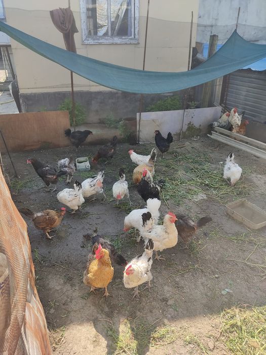 Продам домашний курица и цыплята