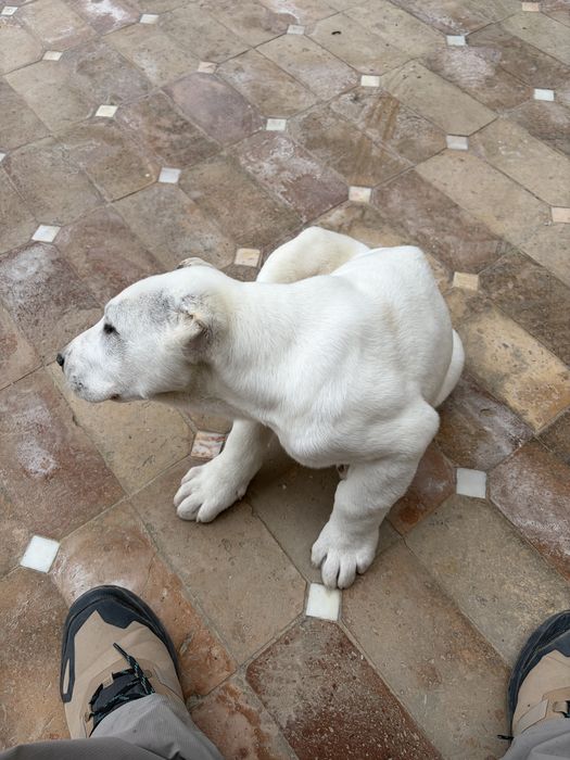 Белый медведь Алаба