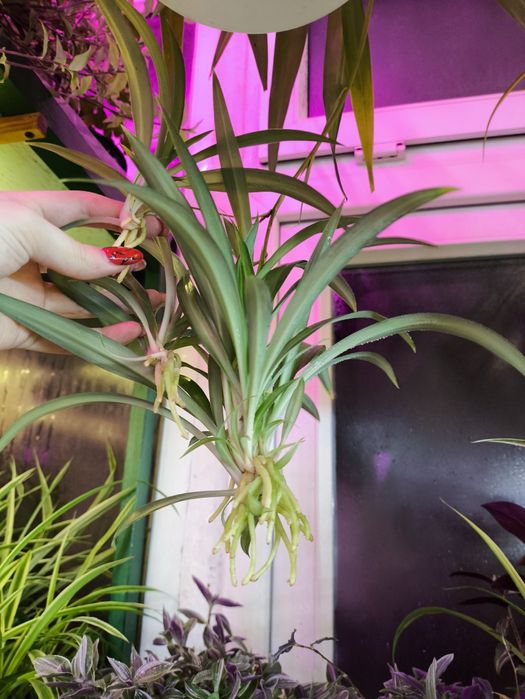 Продам Хлорофитум. 5 сортов