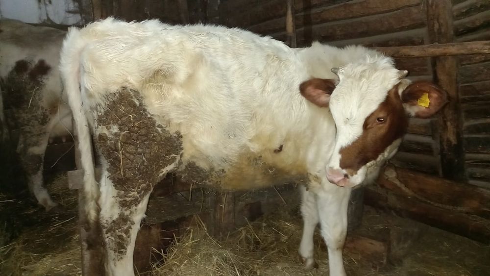 Продам тёлку на докорм