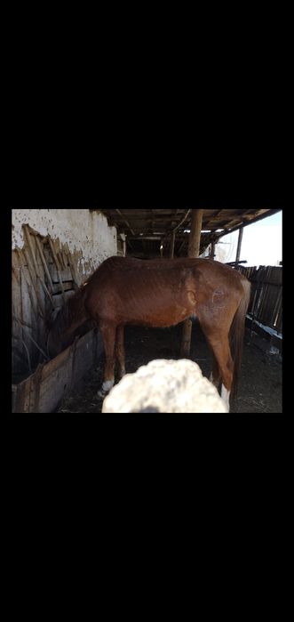 Айгыр 6 жасар   щ