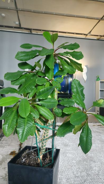молочай трехгранный (Euphorbia trigona)