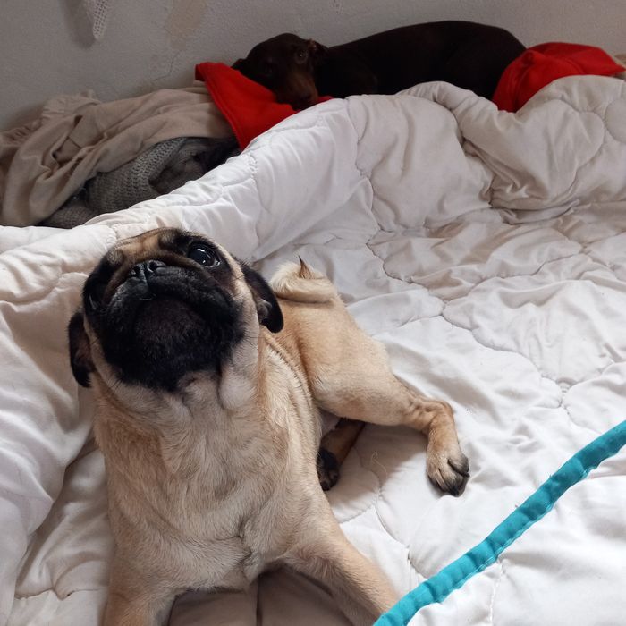 Pensiune canină un loc unde animalele sunt iubite și foarte răsfățate!