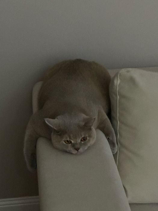 отдам кошку в добрые руки