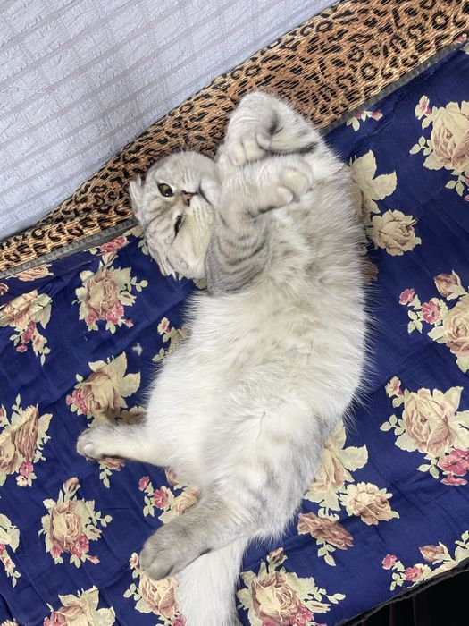 Серебрести шиншила скотш фолт