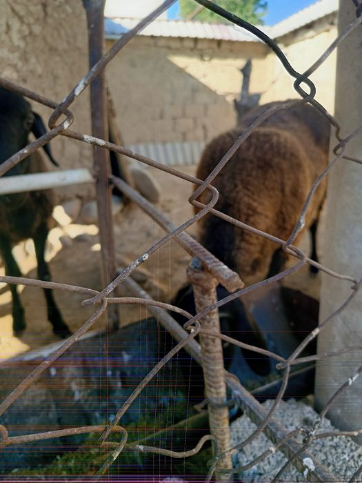 Shu qoylardan donaga sotiladi