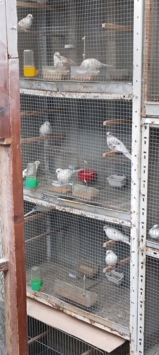 Диамантени гугутки