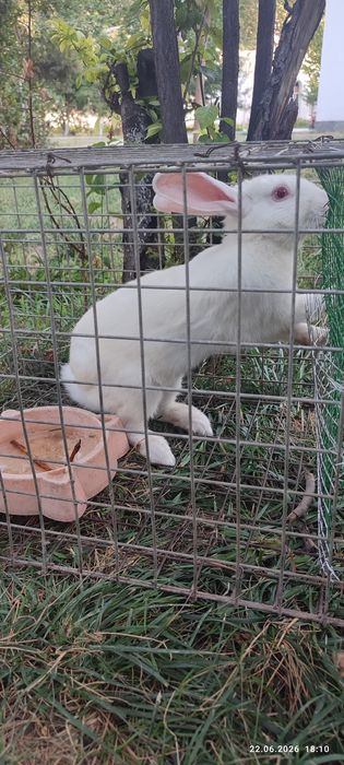 Quyon sotiladi,bitta erkegi ikkita ayoli(qornida bolasii bor) tug'ada