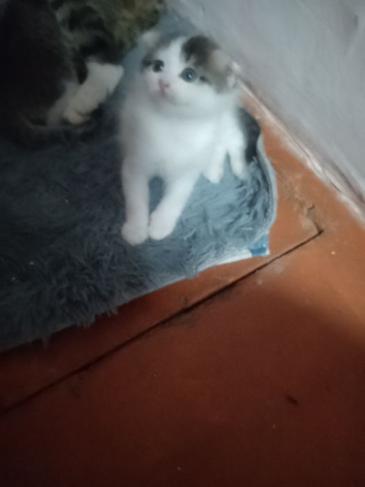 котята по 5000 теньге.