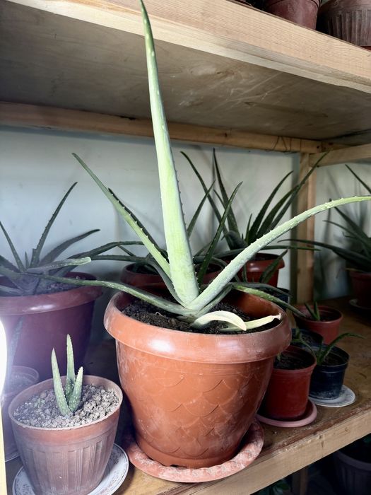 Алоэ вера — крупные и молодые растения в горшках. Aloe vera