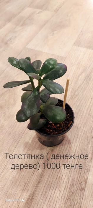 Продам комнатные цветы