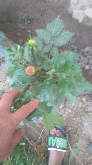 Цветы Георгины !!