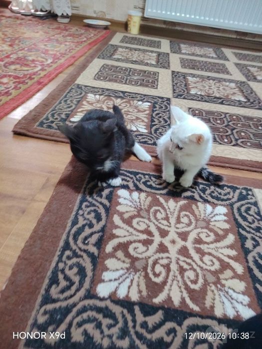 Котята даром в добрые руки