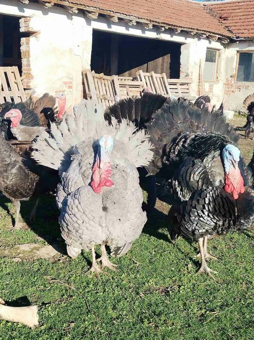 Пуйки и пуяци кръстоска