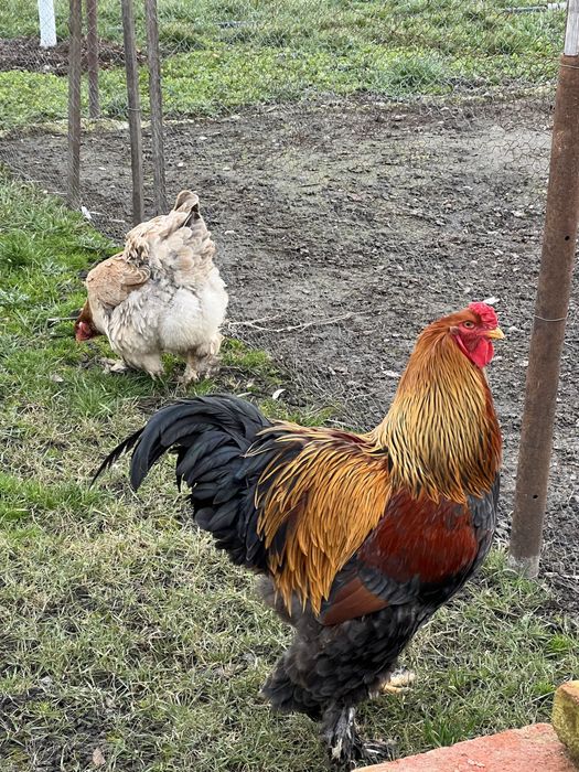 Oua brahma  herminat deschis si potarnichiu