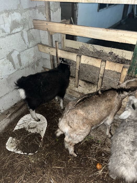 Каза продам или обмен на баран