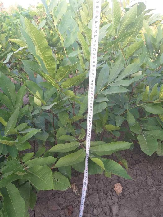 Пекан ёнғоқ кўчати сотилади - Pekan yong`oq kuchati