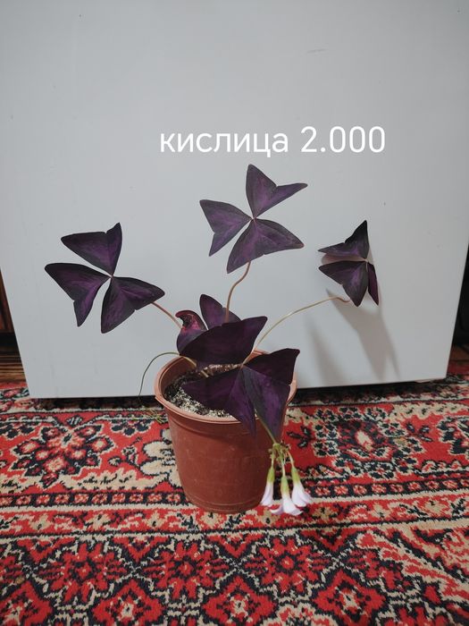Продаются домашние цветы