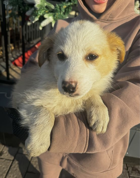 Отдаем щенков в хорошие руки