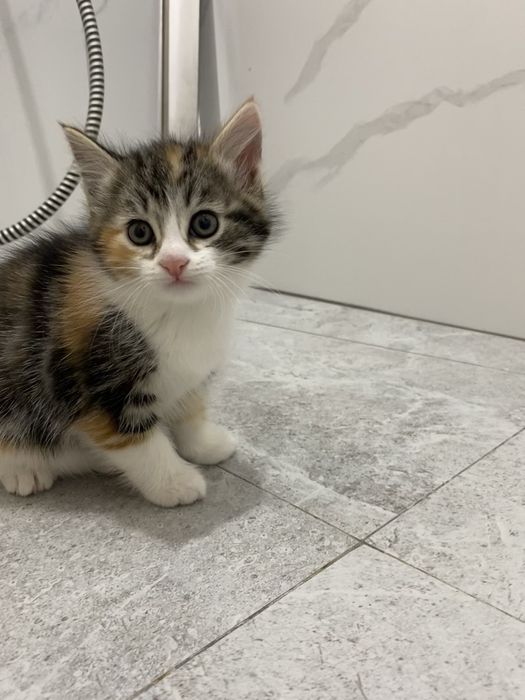 Отдам котят возраст 2 месяца