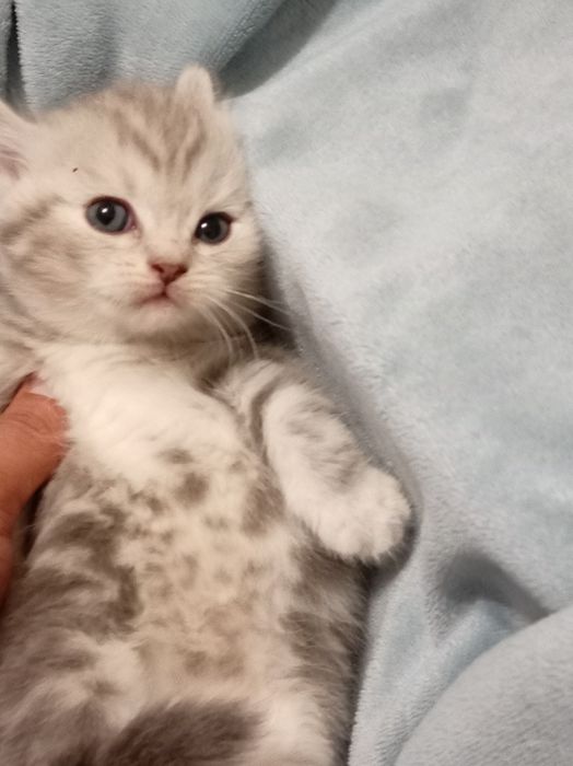 Продам котенок девочка Scottish Straigh