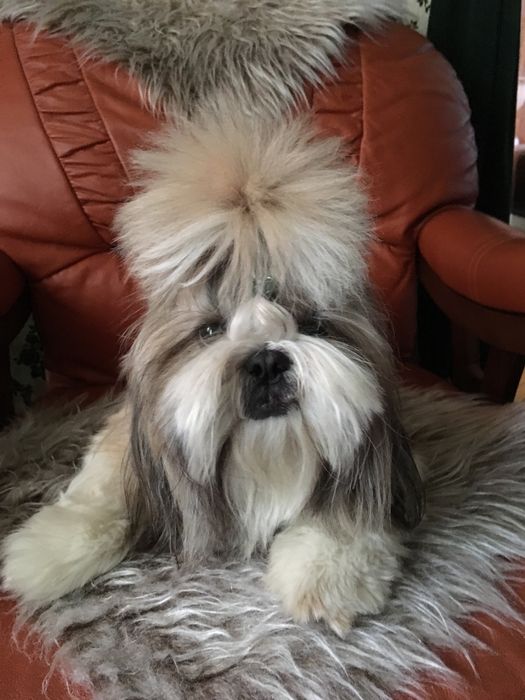 Ши Тцу дългосрочно гледане