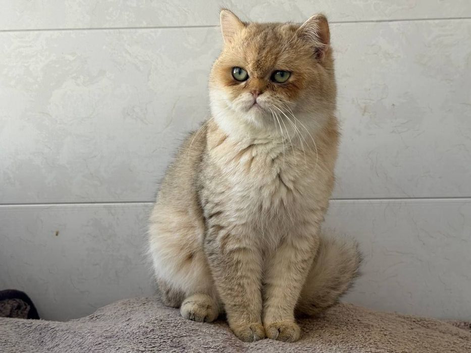 Кот для вязки золотистая шиншилла