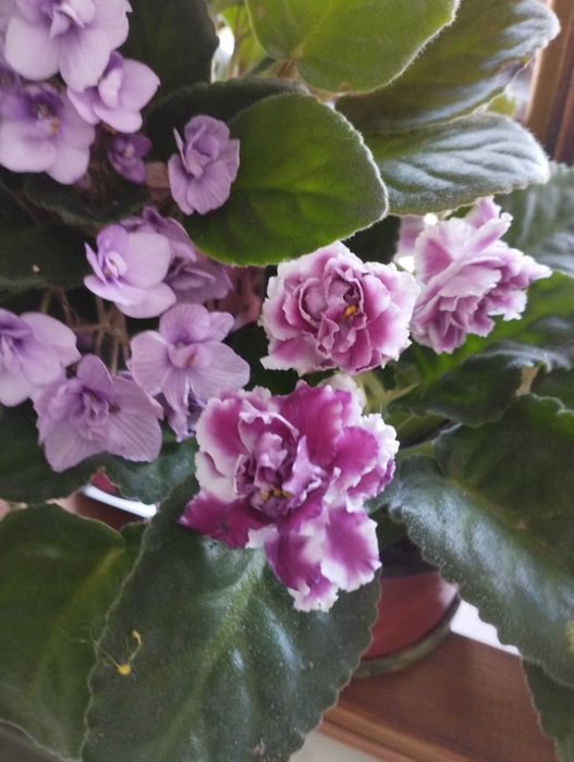 Фиалки комнатные