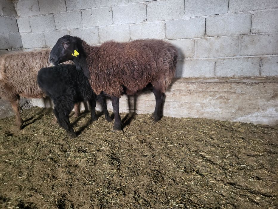 Козылы кой қой қозылы