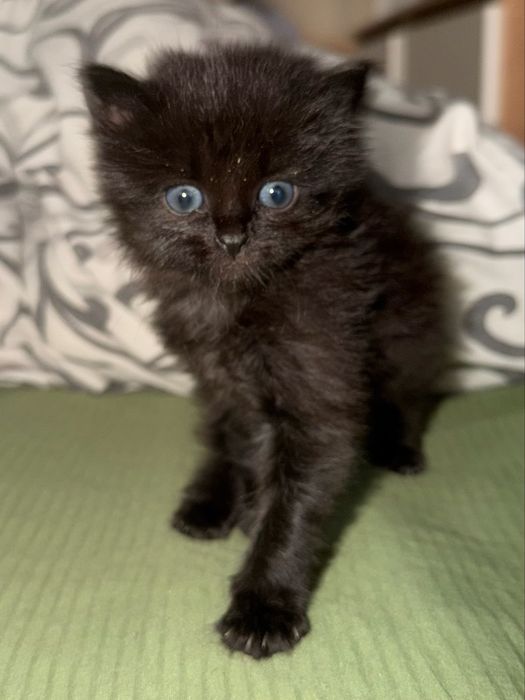 Котенок в добрые руки