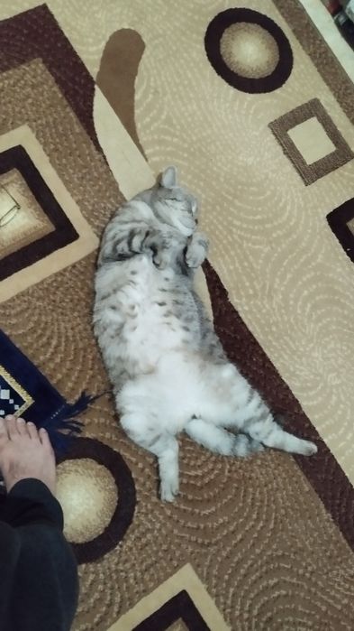 Отдам кота британца