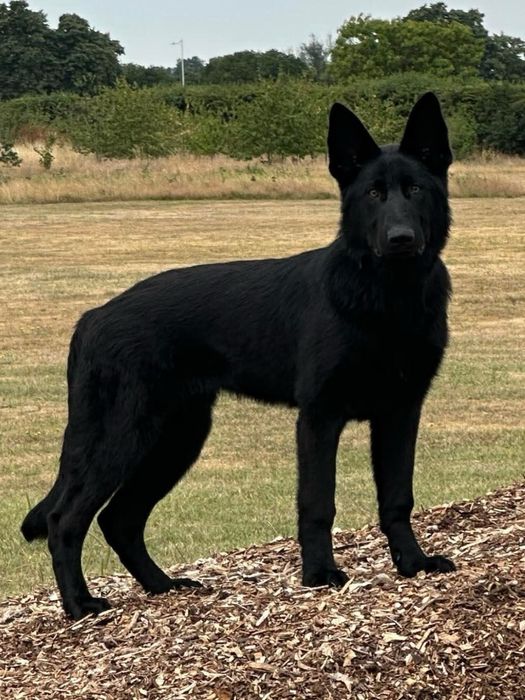 Есть группа для собаках