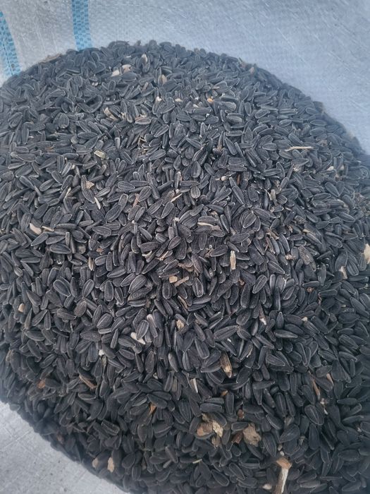 Floarea-soarelui recolta 2025