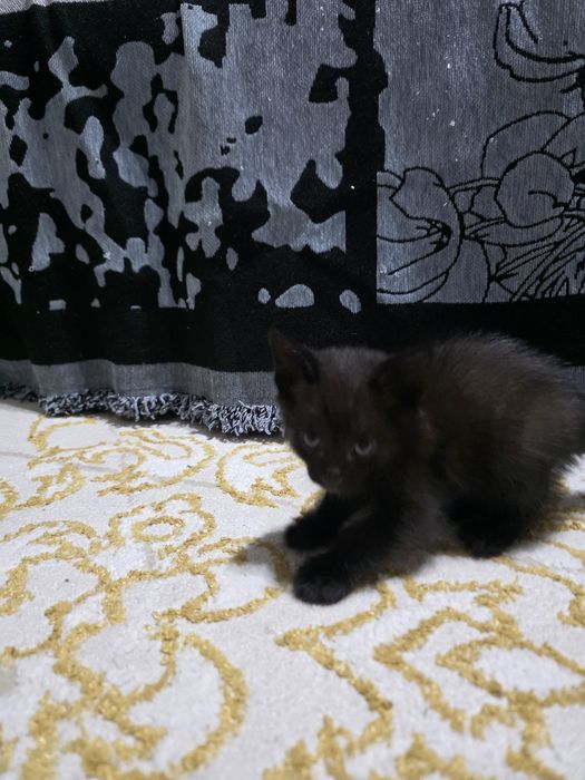 Котята отдам в хорошие руки